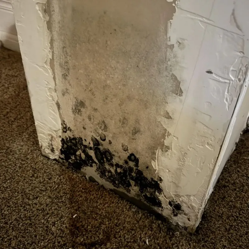 Professional Mold Removal in Lithopolis, OH